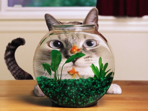 cats-fish-fish-bowls-funny-1013430-1600x1200.jpg